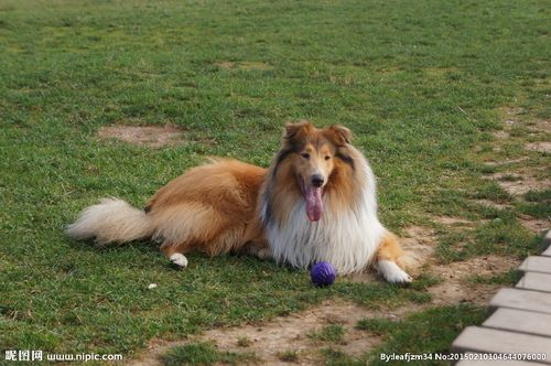苏格兰牧羊犬图片