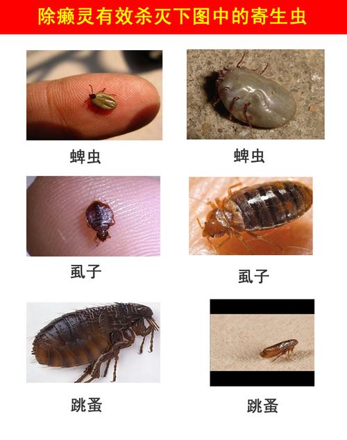除癞灵狗猫宠物外用螨虫蜱虫虱子跳蚤皮癣驱虫洗液大瓶500ml