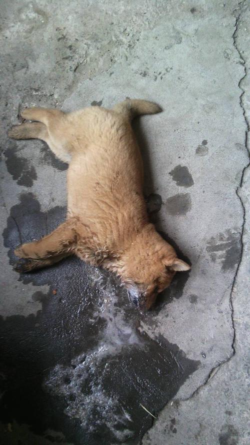 小狗吃了老鼠药怎么?