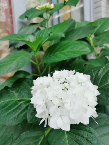 绣球花～可可小姐_绣球花_家居家装_家居装饰_花艺