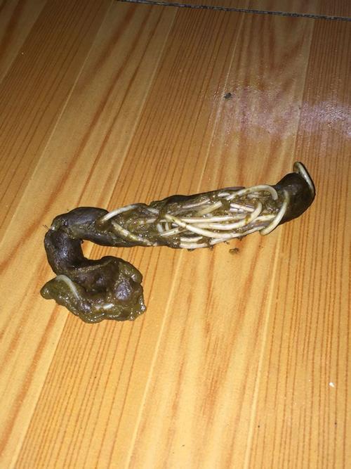 哪位专业的大虾告诉我,我家狗狗拉的这种蛔虫属于哪种品种的蛔虫?