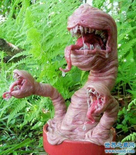 【图】世界上最恐怖的花 食人花(乘你不注意一口吞下