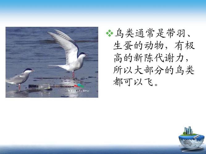 鸟类的知识ppt