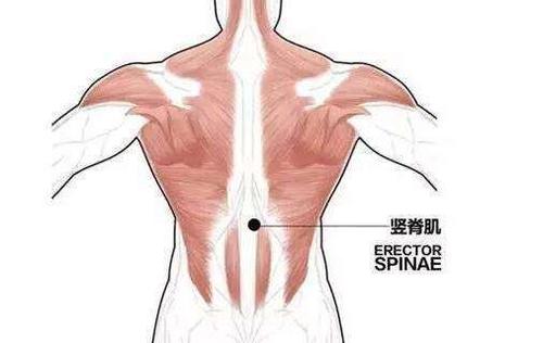 腰背部竖脊肌不如腹肌那样容易锻炼到,所以腰背肌肉力量练习是核心