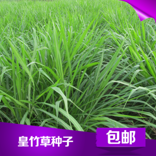 皇竹草种子批发 进口多年生牧草种子新型优质皇竹草种苗种牙包邮 新品