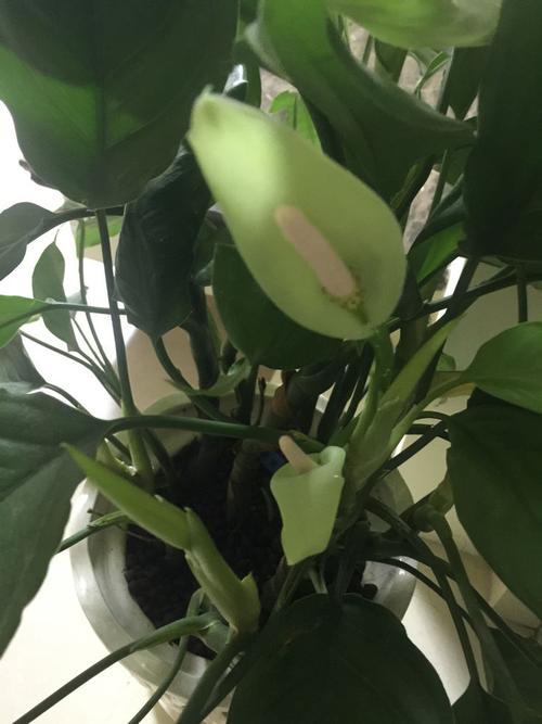 万年青开花吉不吉利?有什么解法?谢谢