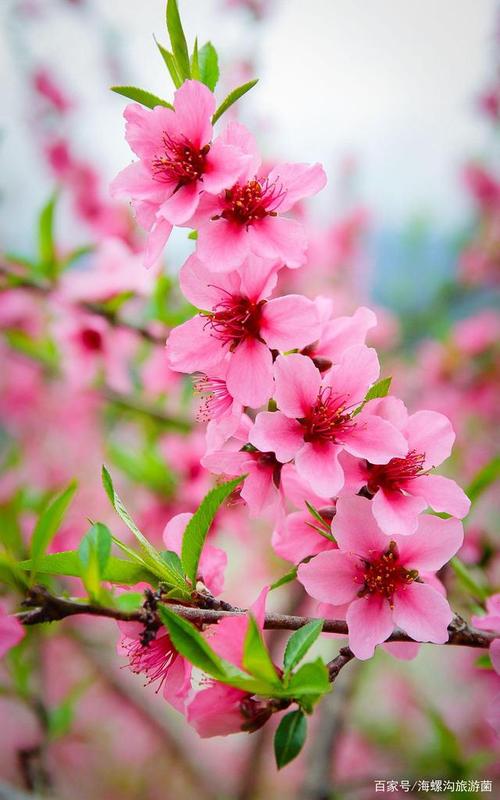 「图集」泸定杵坭乡的"桃花源",宅在家里云赏春