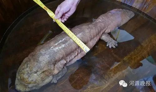 广东河源现巨型野生娃娃鱼 重11斤身长近1米