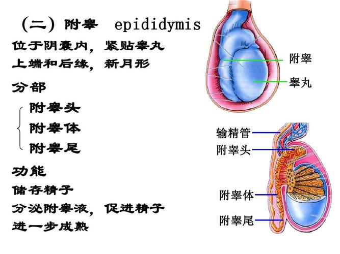 位于阴囊内,紧贴睾丸 上端和后缘,新月形 分部 附睾头 附睾体 附睾尾
