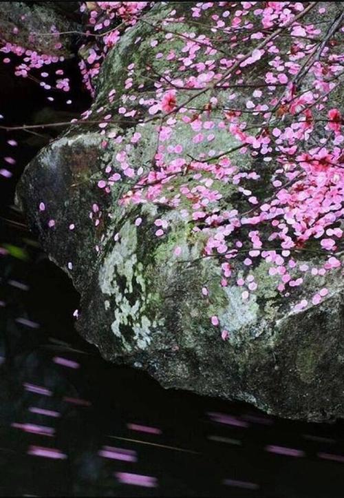 微风滴雨落花飞