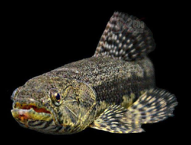 枯木牙鱼虎斑牙鱼南美牙鱼凶猛鱼大型鱼观赏鱼淡水鱼热带鱼活体