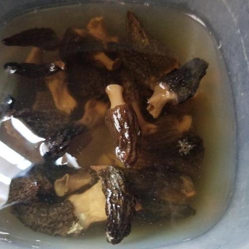 第4步,羊肚菌泡软,清洗几遍.