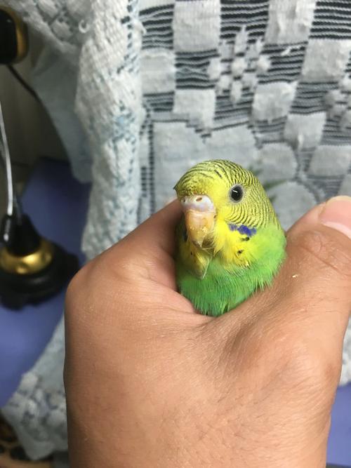 虎皮鹦鹉看尾巴能分公母吗!