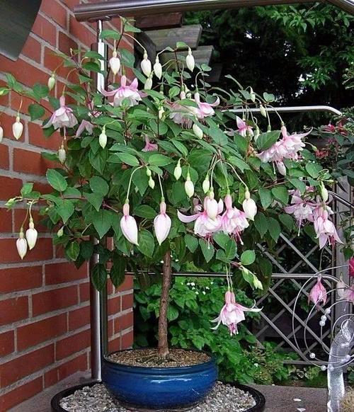 倒挂金钟"度夏死"?掌握小方法,养成大老桩,开成花树,才叫美