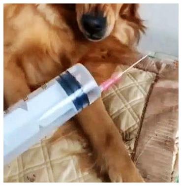 金毛生病被带去医院,看见兽医拿出针筒,脸上的表情笑