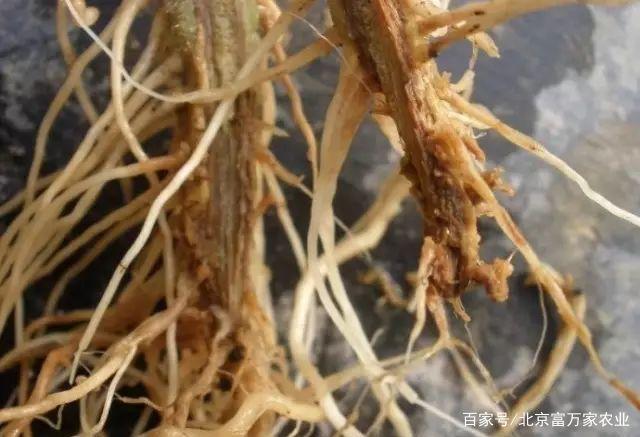 番茄茎基腐病怎么形成?如何预防?