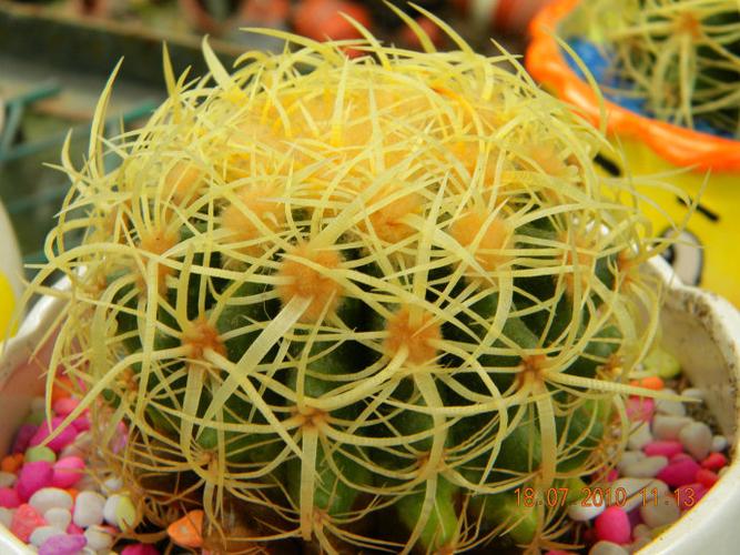 仙人掌科,金琥属