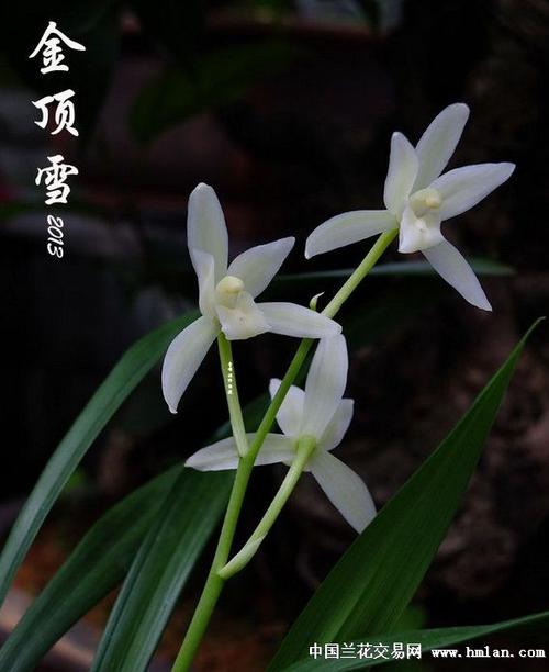 【金顶雪】1仔苗带1开口大芽,重拍