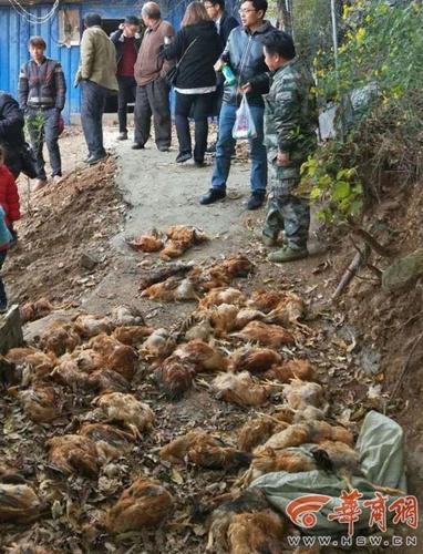 农户200余只鸡离奇死亡 疑遭不明动物袭击