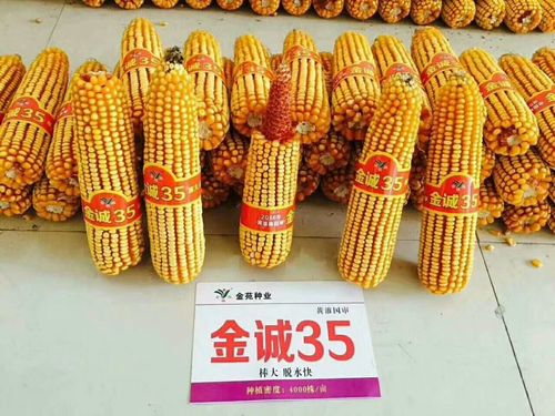 金诚6,金诚12,金诚35,郑原玉8,郑原玉432 写美篇 全能王玉米郑原玉8