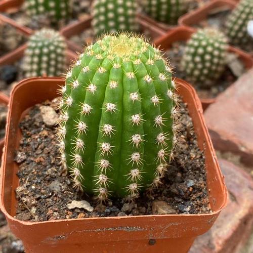 帕帕基诺仙人球多肉植物稀有品种精品仙人柱开花小盆栽室内毛花柱