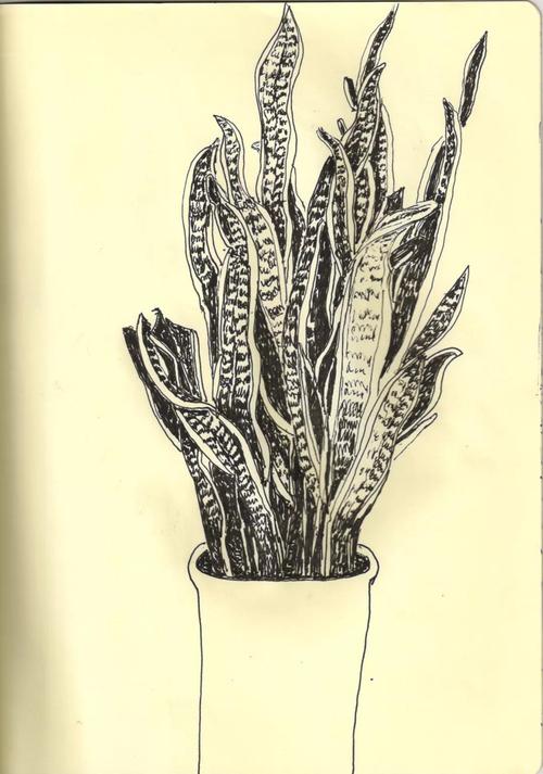 虎皮兰,又名虎尾兰,千岁兰,拉丁文名:sansevieria trifasciata