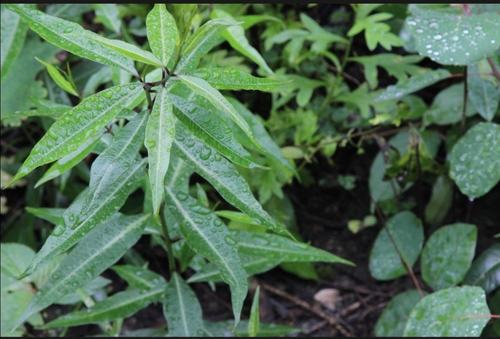 黄花地丁,地柏枝,佛甲草(垂盆草),盘龙七(悬崖上生长)崖百合,透骨消