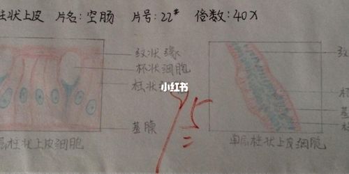 单层柱状上皮结构红蓝铅笔手绘图