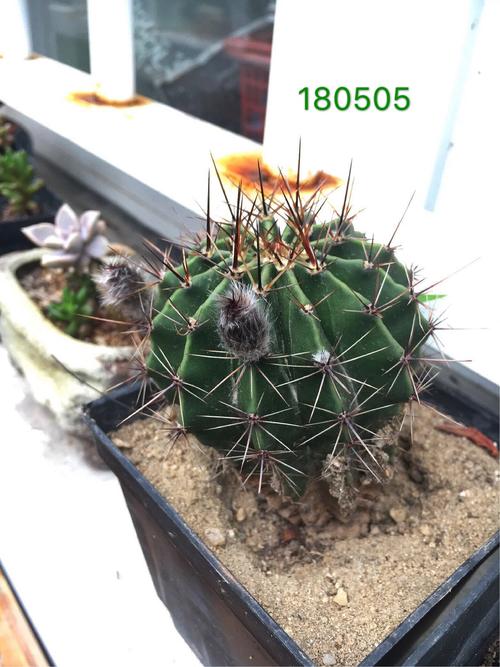 其它 白草仙人球首种初开 写美篇 去年春天,从姐姐家的一盆仙人球上掰