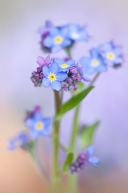 陌上花开,可缓缓归矣 小清新花朵美图