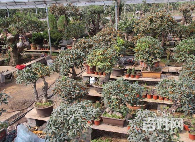 湖北省资深级老字号盆景店汉阳归元花卉世界德聚缘花木