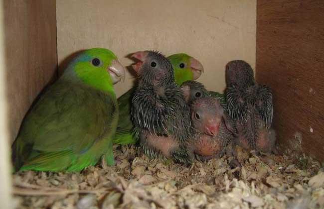 【图】横斑鹦鹉价格多少钱