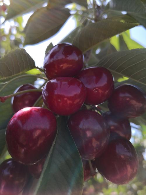 丰收的梅枣大樱桃!