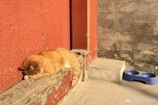 曾连续猜中6场世界杯比赛的故宫猫白点儿走了