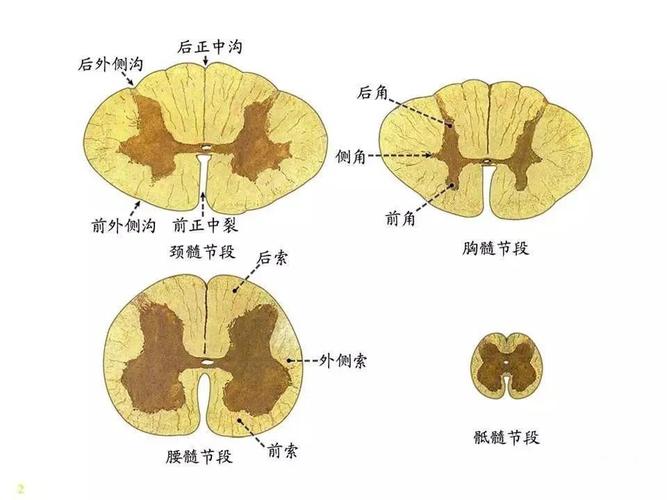 神经系统 脊髓-解剖图