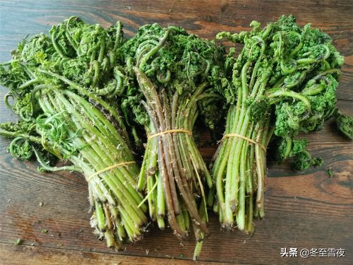 野菜种类(常吃的16种山野菜)