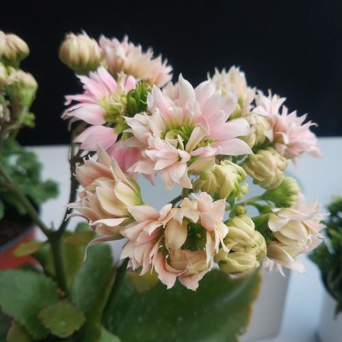 新品超级玛丽浅粉重长寿花满花卉盆栽植物粉色花朵花卉