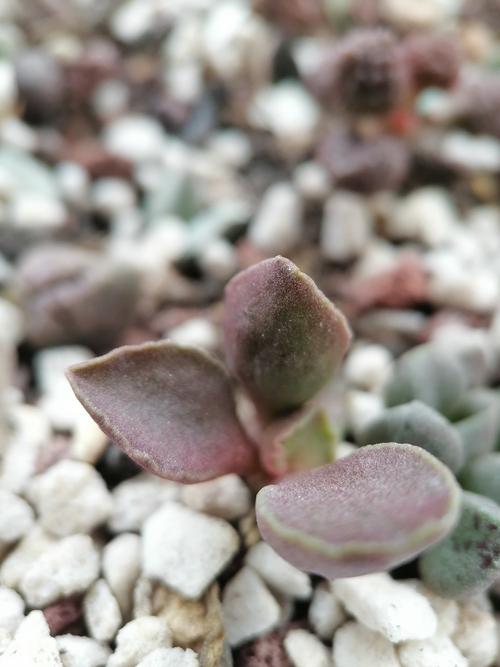 肉泡泡家的多肉水泡(二)