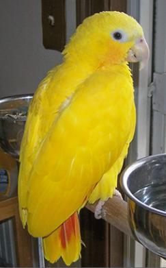 天价变异大黄帽亚马逊鹦鹉价值15万,能说话会唱歌,鸟