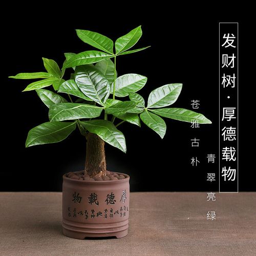 【快递】发财树盆栽小盆景发财树室内盆栽植物招财