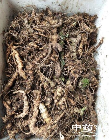 首页 >> 专题 >> 竹节参 【别名】竹根七,野三七,鸡头七,土三七,藏