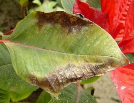 仙客来灰霉病的症状,仙客来灰霉病防治方法