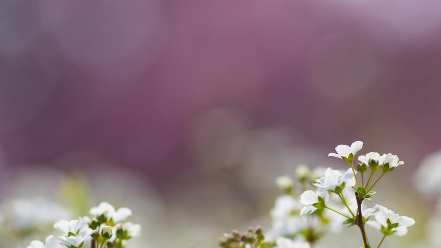 小清新养眼花卉图片桌面壁纸