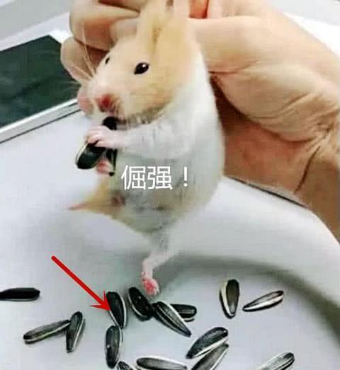 多数是一些小学生喜欢养仓鼠,成年人始终觉得仓鼠跟老鼠有些相似之处