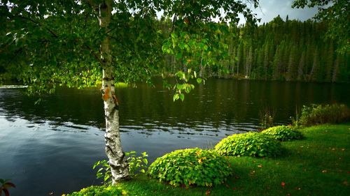 白桦树风景图片-风景壁纸-高清风景图片-第11图-娟娟