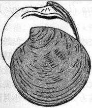 饼干镜蛤