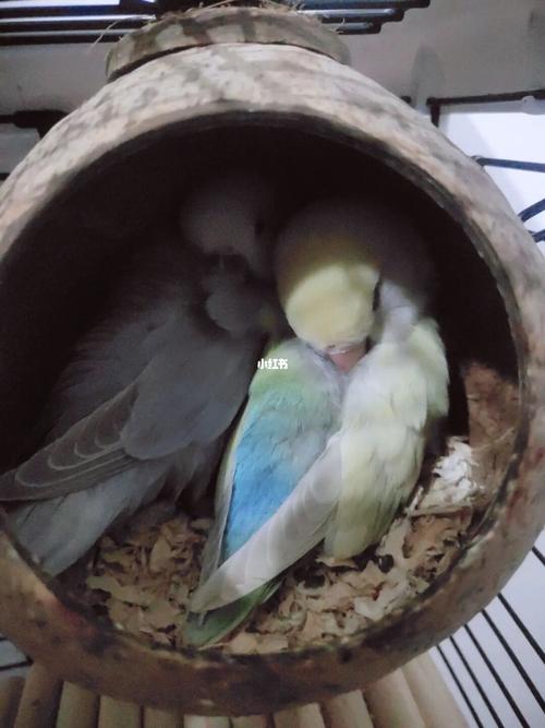 来一组睡觉晚安图#手养牡丹鹦鹉_鹦鹉_牡丹_手养牡丹鹦鹉_宠物_宠物