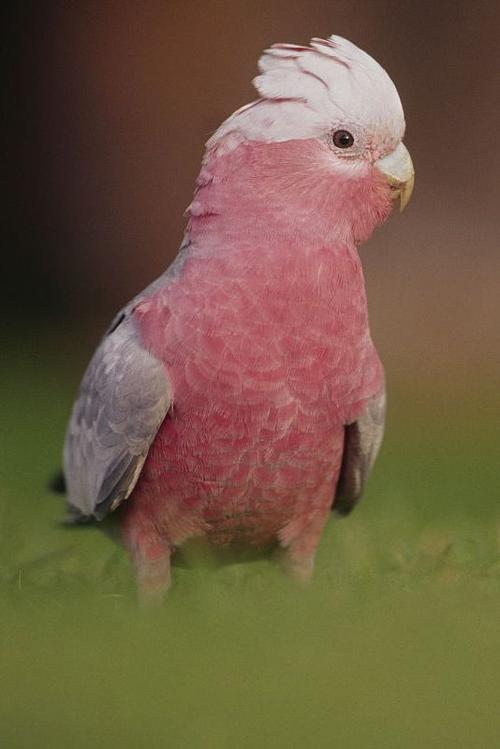 粉红凤头鹦鹉