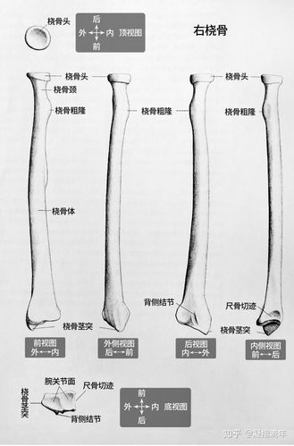 坚持学画人体结构之骨骼部分桡骨