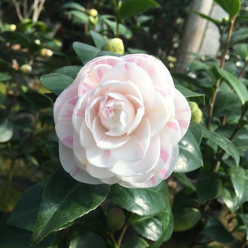 十八学士茶花盆栽名贵正品白底十八粉色红色茶花树苗花卉茶花苗